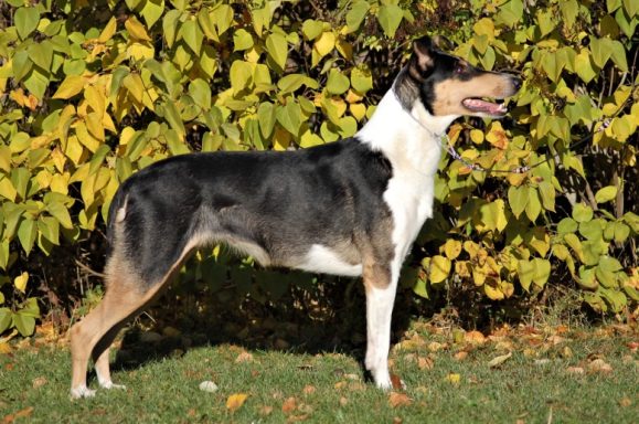 SV JV-16 Törnskogens Bellezza Da Venezia VERA född 25/1 2016 Mor till tre kullar