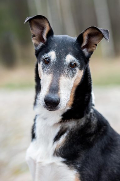 CIB WW-15 Törnskogens Queen Of Diamonds MOLLY född 2/4 2012 Mor till tre kullar