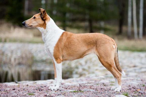 SV JV-19 Törnskogens All You Need ELLEN född 23/4 2019 Mor till två kullar